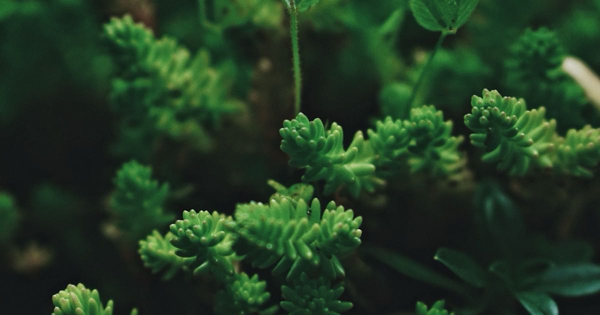 Groene vetplantjes van dichtbij
