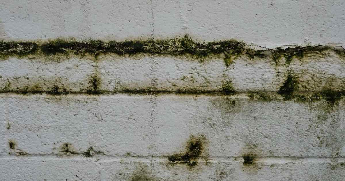 Groene aanslag op een oude, bepleisterde muur